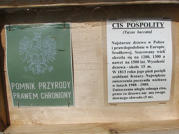 Najstarsze polskie drzewo - cis pospolity w Henrykowie Lubaskim