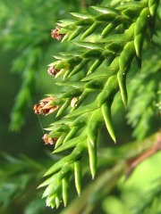 Cyprysik groszkowy - kwiaty męskie