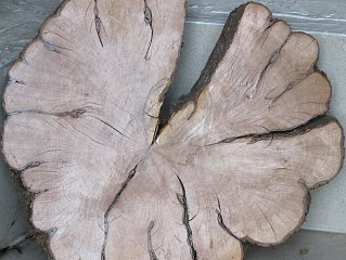 Głóg jednoszyjkowy - drewno