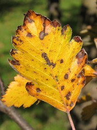 Jarząb szwedzki - jesienne liście
