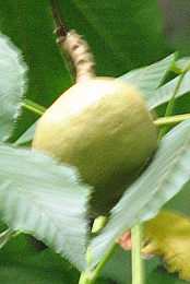Kasztanowiec żółty - owoce