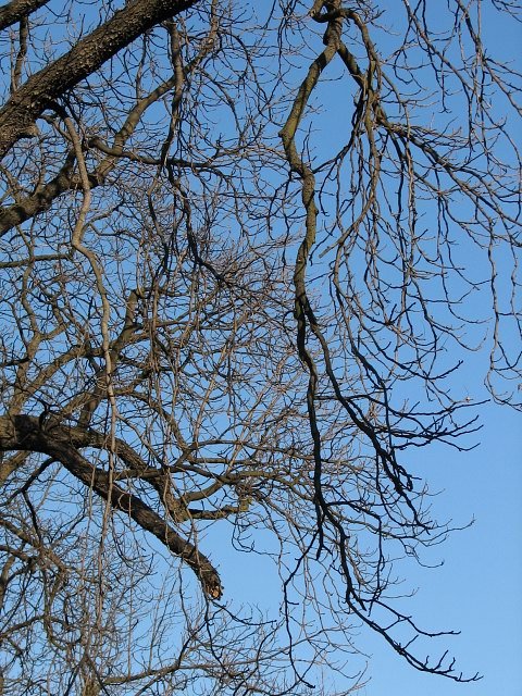 Gęste, grube gałęzie kasztanowca zwyczajnego