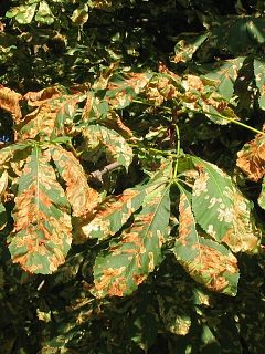 Porażone liście kasztanowca zwyczajnego