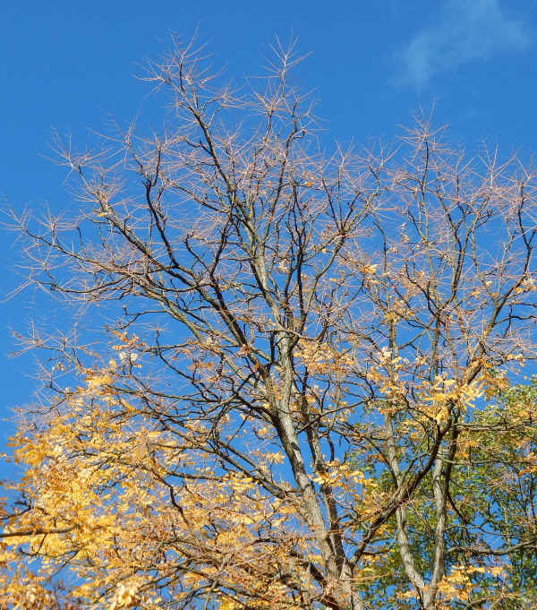 Kłęk kanadyjski - osie liści