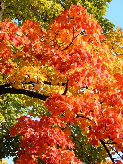 Liście klona zwyczajnego jesienią