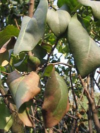 Lilak pospolity - jesienne licie