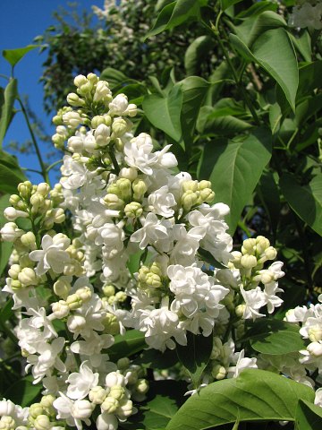 Lilak pospolity - kwiaty odmiany ozdobnej