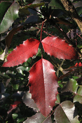 Mahonia ostrolistna - jesienne liście