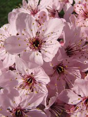 Śliwa wiśniowa - kwiaty
