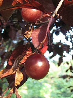 Śliwa wiśniowa - owoce