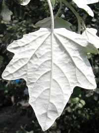 Długopędowe liście topoli białej