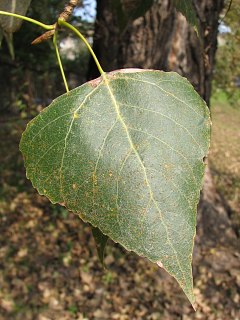 Topola czarna - liście