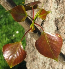 Młode liście topoli deltoidalnej