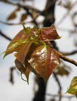 Topola kanadyjska 'Robusta' - młode liście