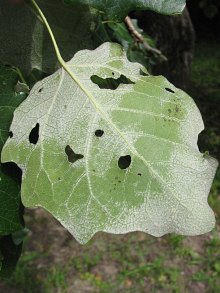Długopędowe liście topoli szarej