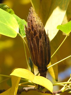 Tulipanowiec amerykański - owoce