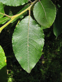 Wierzba iwa - liście