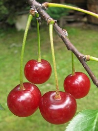 Wiśnia pospolita - owoce