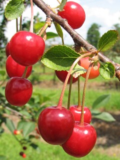 Wiśnia pospolita - owoce