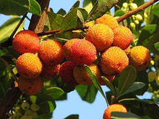 Chrocina jagodna - owoce
