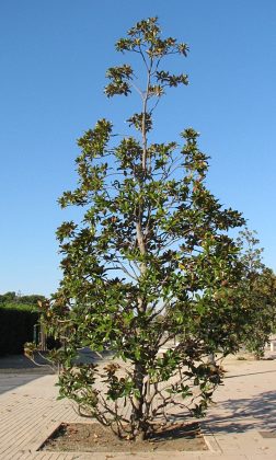 Magnolia wielkokwiatowa - pokrj
