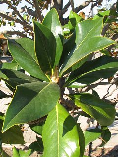Magnolia wielkokwiatowa - licie