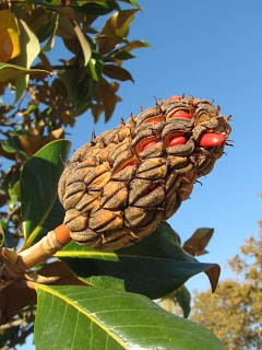 Magnolia wielkokwiatowa - owoce