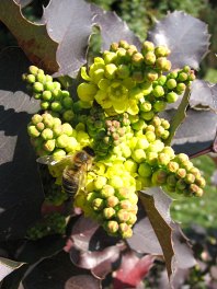 Mahonia ostrolistna - kwiaty