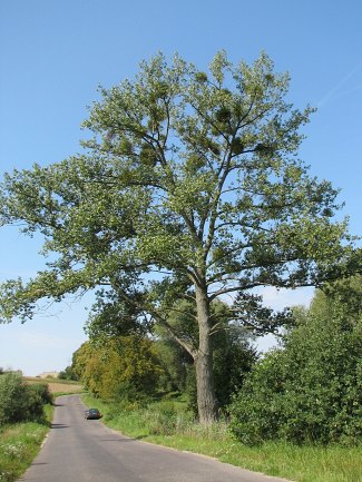 Drzewa