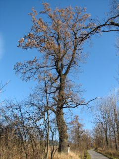 Typowy pokrój drzewa liściastego (tu: dębu szypułkowego)