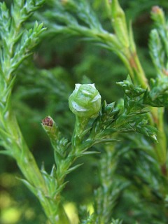 Szyszeczki cyprysika groszkowego