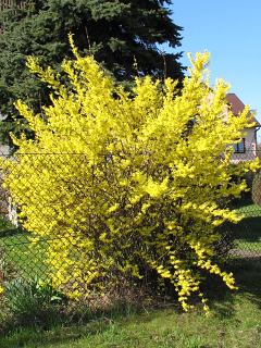 Forsycja porednia - pokrj