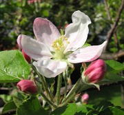 Jabłoń domowa - kwiaty