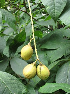 Owoce kasztanowca drobnokwiatowego