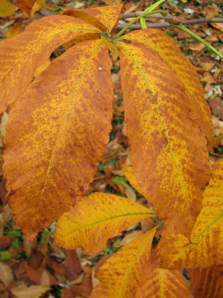 Kasztanowiec żółty - liście