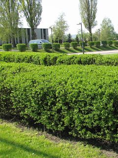 Ligustr pospolity - pokrj