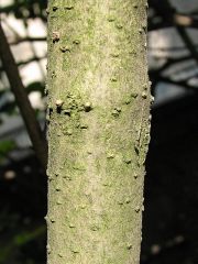 Ligustr pospolity - kora