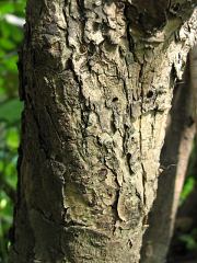 Ligustr pospolity - kora