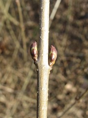 Ligustr pospolity - pki