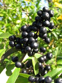 Ligustr pospolity - owoce