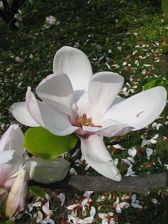 Kwiat magnolii poredniej