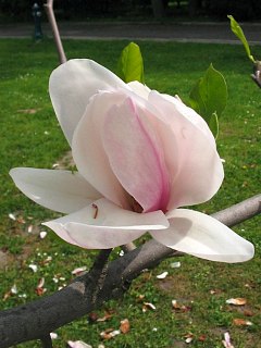 Kwiat magnolii poredniej