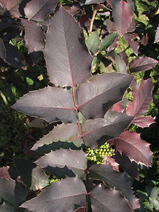 Mahonia ostrolistna - licie