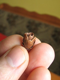 Szyszka modrzewia amerykaskiego