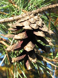 Szyszki sosny zwyczajnej