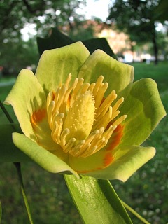 Tulipanowiec amerykaski - kwiaty