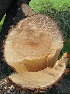 Wierzba krucha - drewno