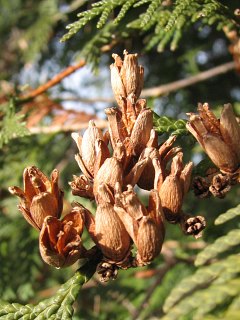 Szyszeczki ywotnika zachodniego