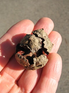 Cyprys wieczniezielony - syszki