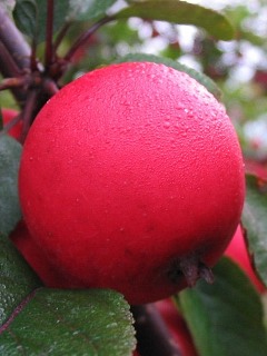 Owoc rzekomy jabłoni domowej